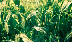 Preview wallpaper grass, spikes, wind, twist