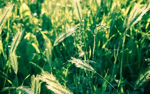 Preview wallpaper grass, spikes, wind, twist