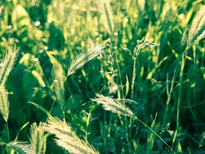 Preview wallpaper grass, spikes, wind, twist