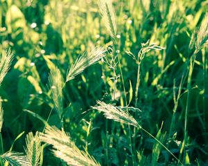 Preview wallpaper grass, spikes, wind, twist