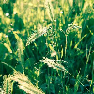 Preview wallpaper grass, spikes, wind, twist