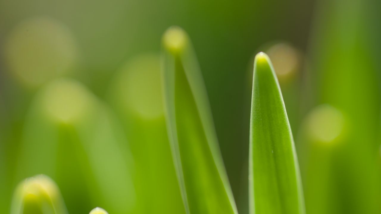 Wallpaper grass, spring, macro, green, blur