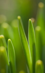 Preview wallpaper grass, spring, macro, green, blur