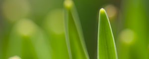 Preview wallpaper grass, spring, macro, green, blur