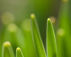 Preview wallpaper grass, spring, macro, green, blur
