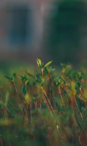 Preview wallpaper grass, sprout, blur, macro, green