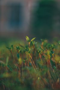 Preview wallpaper grass, sprout, blur, macro, green