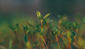 Preview wallpaper grass, sprout, blur, macro, green