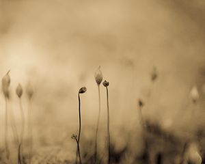 Preview wallpaper grass, sprouts, macro, blur