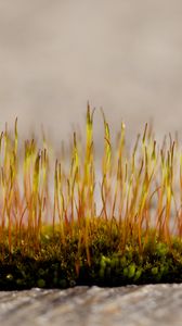Preview wallpaper grass, sprouts, moss, macro