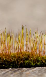 Preview wallpaper grass, sprouts, moss, macro