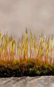 Preview wallpaper grass, sprouts, moss, macro