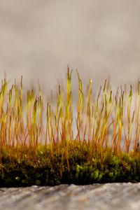 Preview wallpaper grass, sprouts, moss, macro