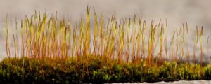 Preview wallpaper grass, sprouts, moss, macro