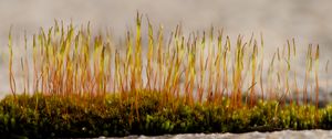 Preview wallpaper grass, sprouts, moss, macro