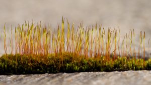 Preview wallpaper grass, sprouts, moss, macro