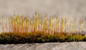 Preview wallpaper grass, sprouts, moss, macro