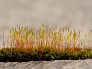 Preview wallpaper grass, sprouts, moss, macro