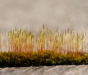 Preview wallpaper grass, sprouts, moss, macro