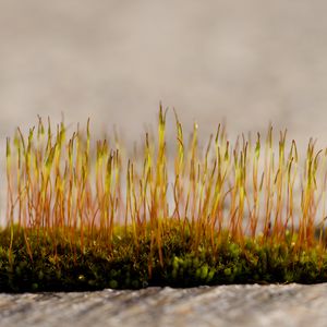 Preview wallpaper grass, sprouts, moss, macro