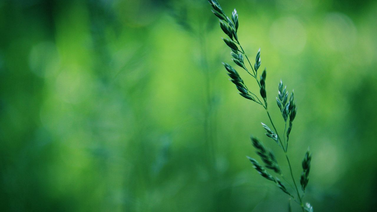 Wallpaper grass, stalk, blurring
