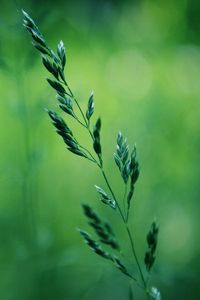 Preview wallpaper grass, stalk, blurring