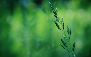 Preview wallpaper grass, stalk, blurring
