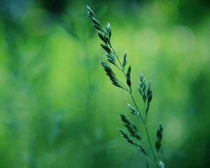 Preview wallpaper grass, stalk, blurring