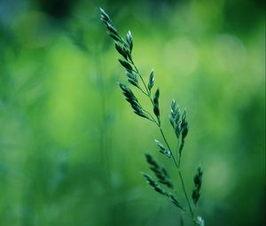 Preview wallpaper grass, stalk, blurring