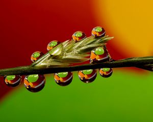 Preview wallpaper grass, stalk, dew, drops, water, macro