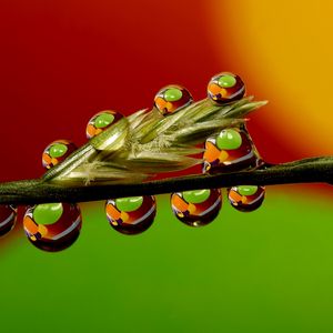 Preview wallpaper grass, stalk, dew, drops, water, macro