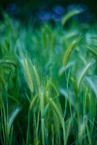 Preview wallpaper grass, stalks, green