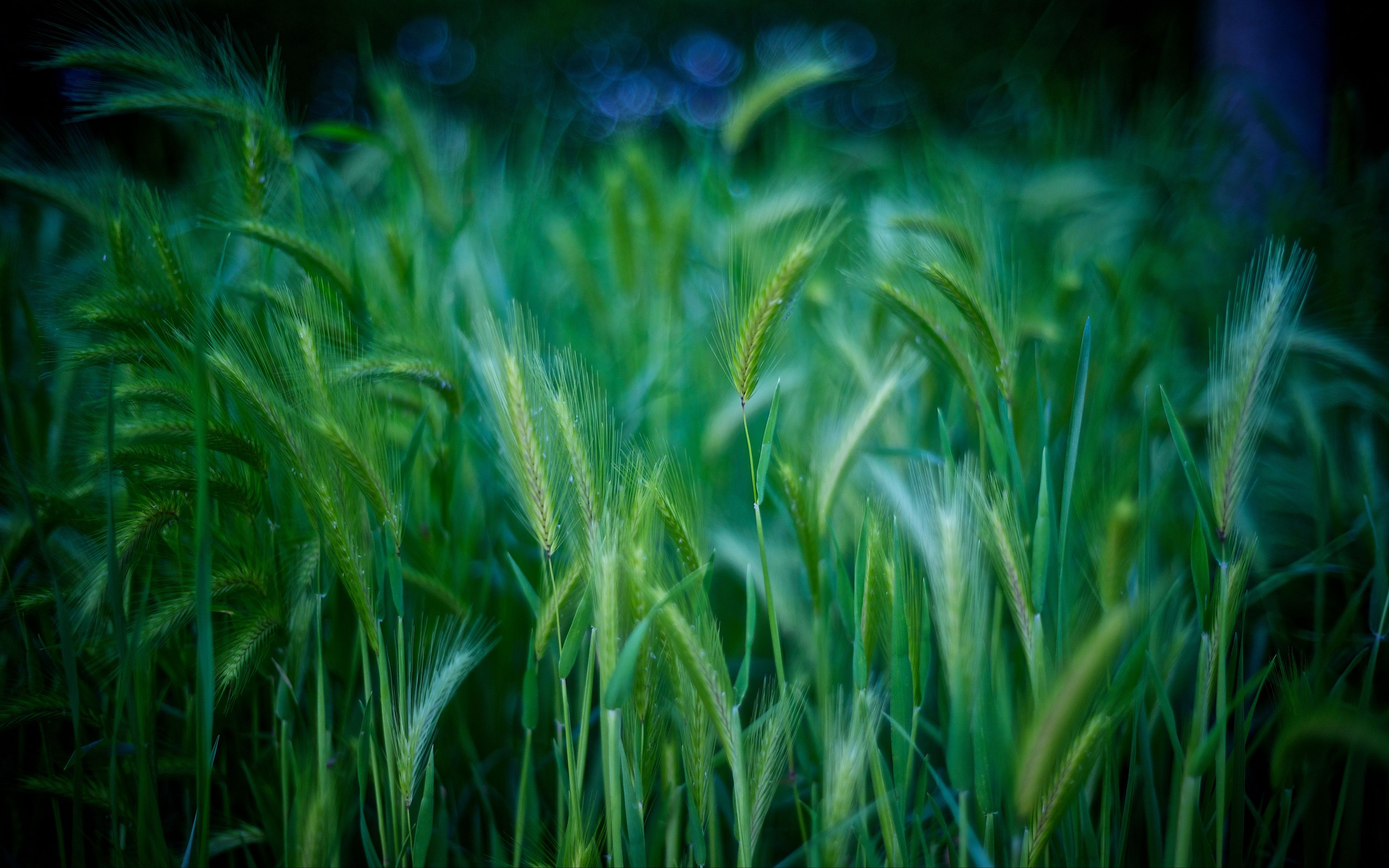 Download wallpaper 3840x2400 grass, stalks, green 4k ultra hd 16:10 hd