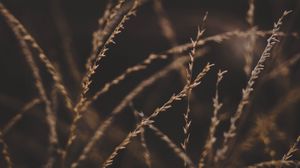 Preview wallpaper grass, stalks, spikelets, plant, macro, closeup