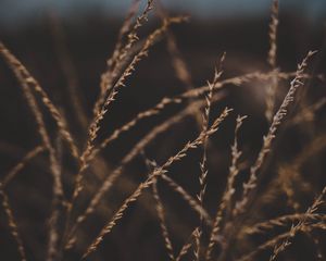 Preview wallpaper grass, stalks, spikelets, plant, macro, closeup