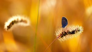 Preview wallpaper grass, stem, butterfly