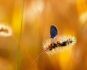 Preview wallpaper grass, stem, butterfly