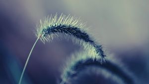 Preview wallpaper grass, stem, fluffy