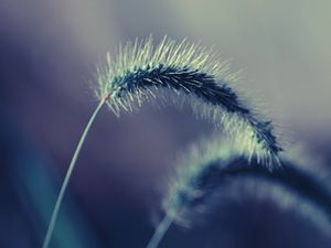 Preview wallpaper grass, stem, fluffy