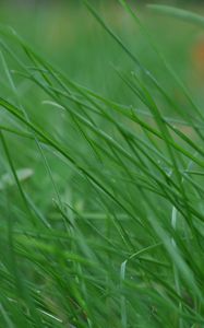 Preview wallpaper grass, stem, thin, wind, twist