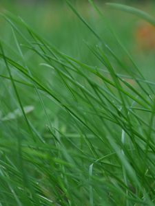 Preview wallpaper grass, stem, thin, wind, twist