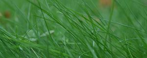 Preview wallpaper grass, stem, thin, wind, twist
