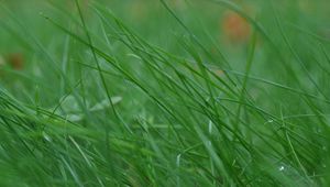 Preview wallpaper grass, stem, thin, wind, twist