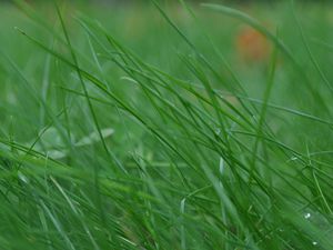 Preview wallpaper grass, stem, thin, wind, twist