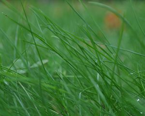 Preview wallpaper grass, stem, thin, wind, twist