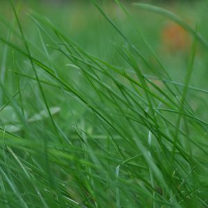 Preview wallpaper grass, stem, thin, wind, twist