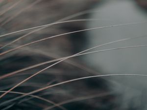 Preview wallpaper grass, stems, macro, closeup, gray