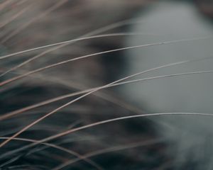 Preview wallpaper grass, stems, macro, closeup, gray