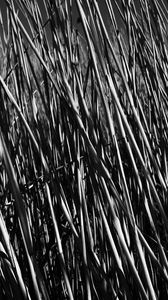 Preview wallpaper grass, stems, shadow, bw