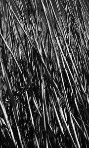 Preview wallpaper grass, stems, shadow, bw